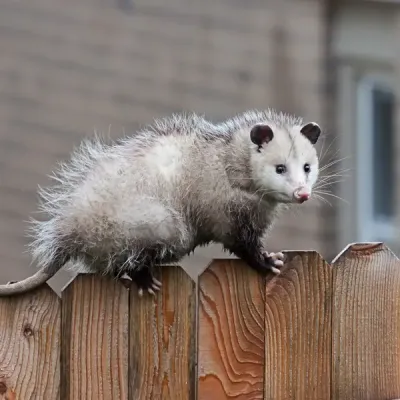 opossum on a fence near a house