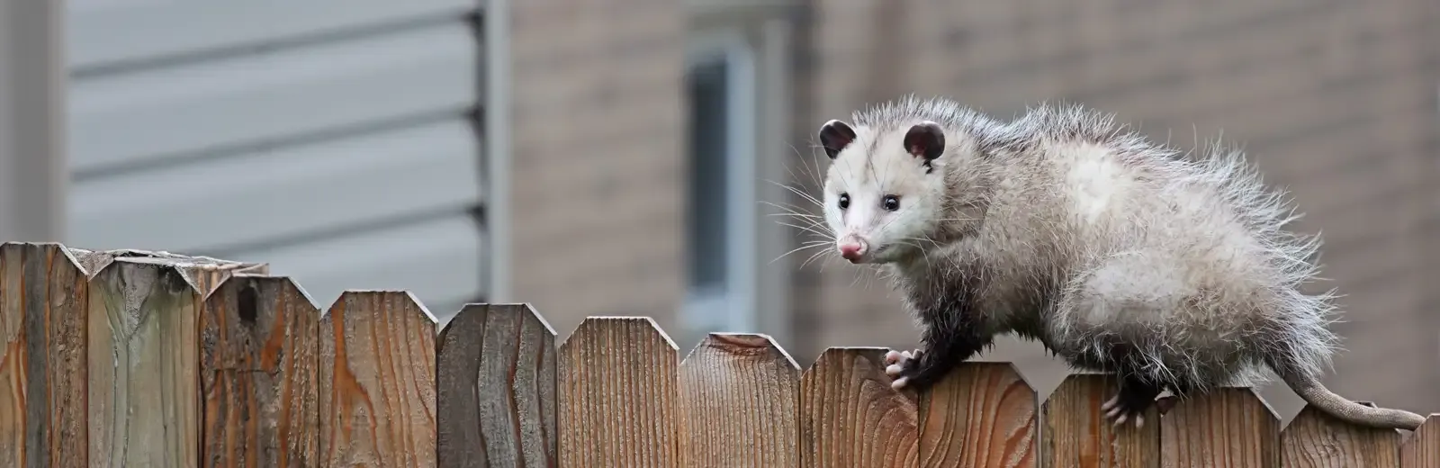 Opossum on fence next to home