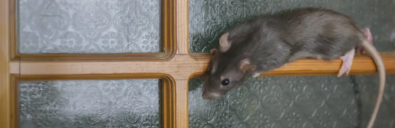 rat on door