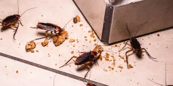 cockroaches eating crumbs on a kitchen floor